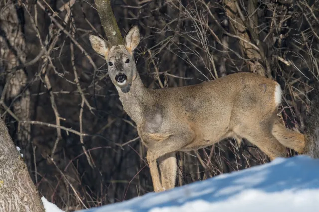 Drastyczny widok w lesie. Ciała zwierząt porozwieszane na drzewie, aktywiści oburzeni