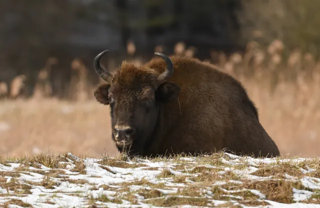 Żubr "umierał powoli, w męczarniach". To kolejny taki przypadek