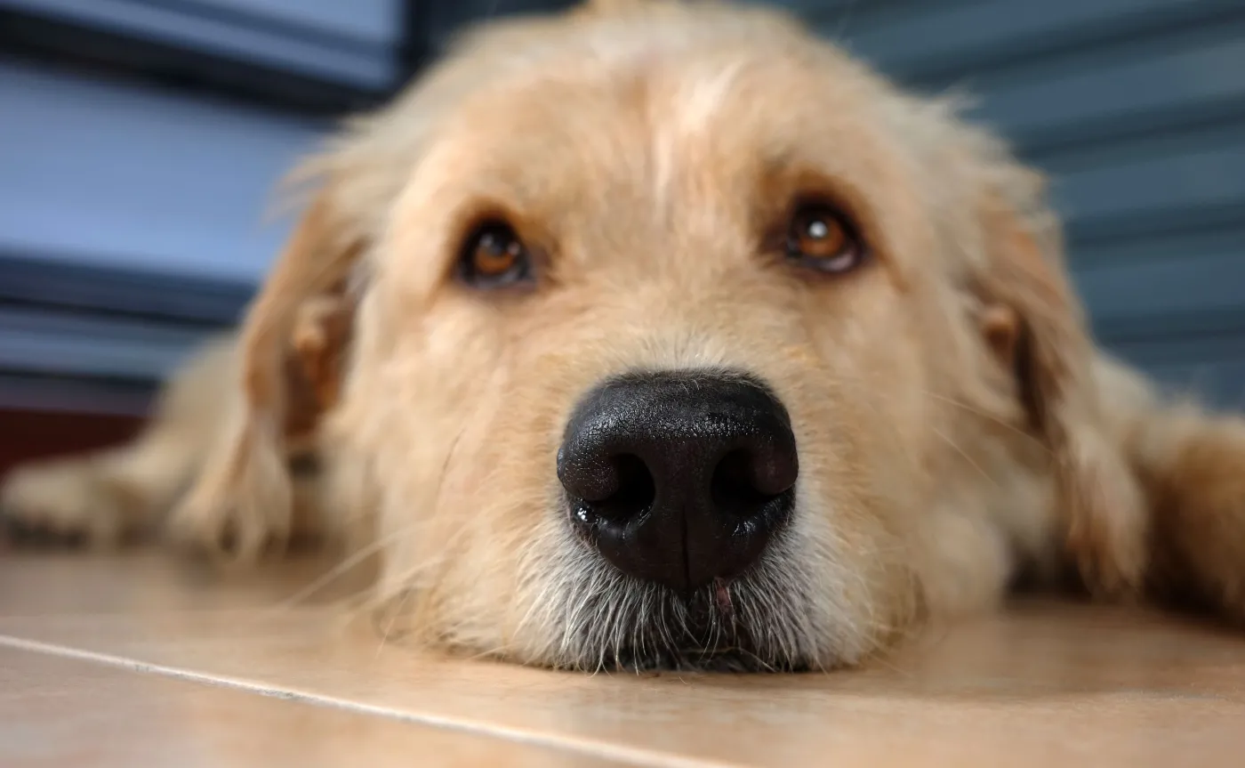 Stres, lęk, depresja, myśli samobójcze... pomoże DOGOTERAPIA. Na czym polega?