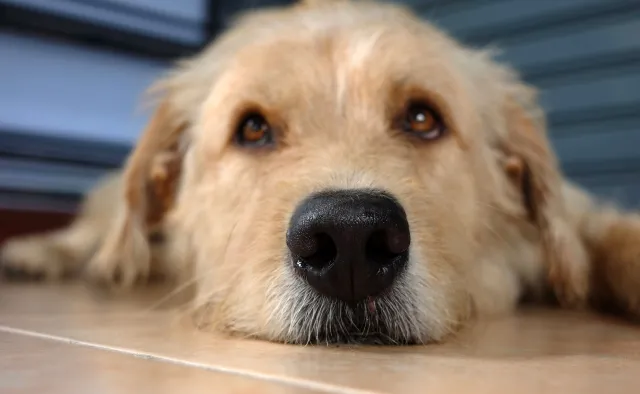 Stres, lęk, depresja, myśli samobójcze... pomoże DOGOTERAPIA. Na czym polega?