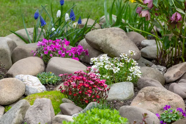Najpiękniejsze rośliny na skalniak. Jakie kwiaty posadzić, by mieć kolorowe dywany w ogrodzie?
