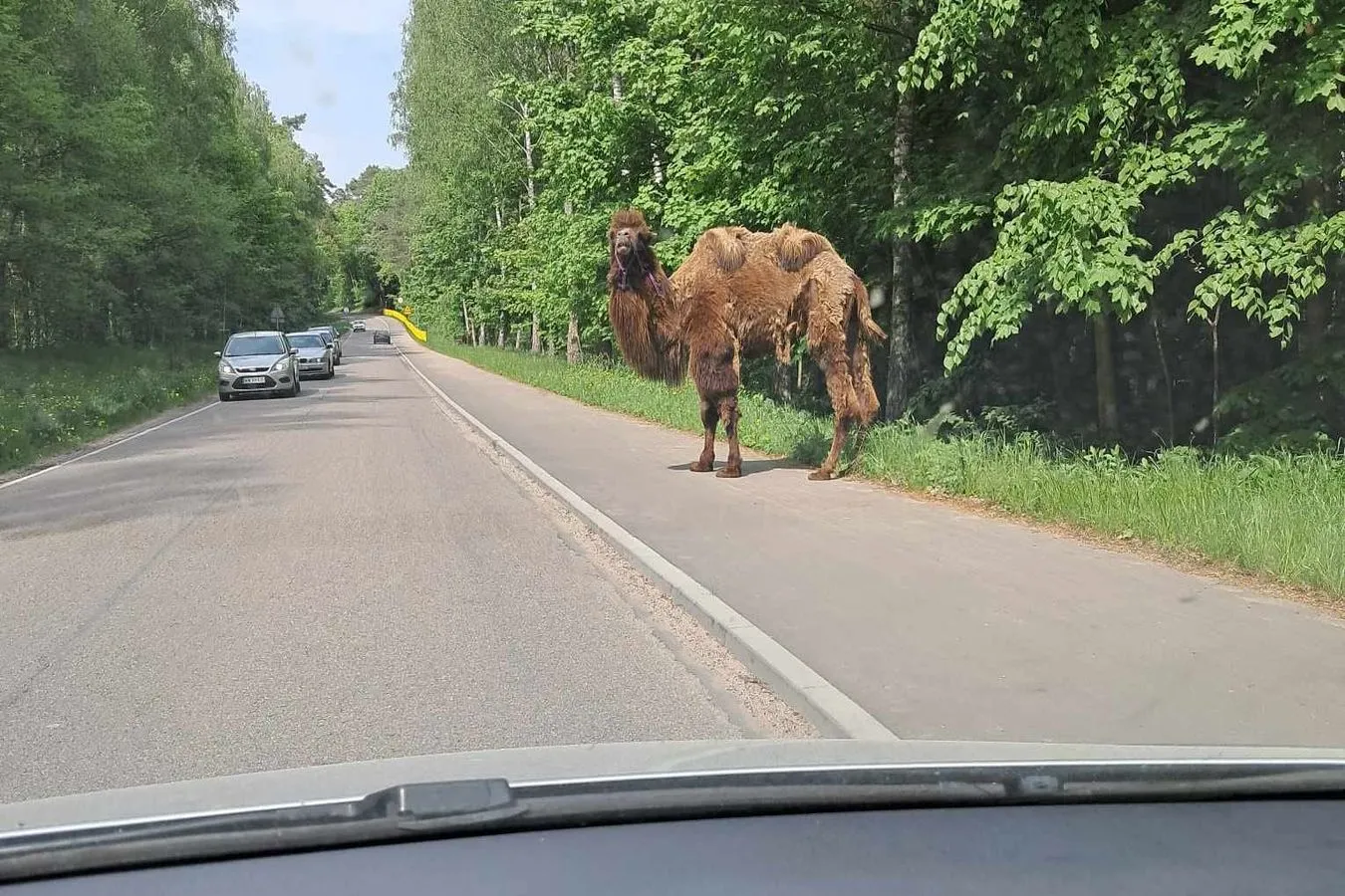 To nie omamy. Z mazurskiego lasu wyłonił sie wielbłąd