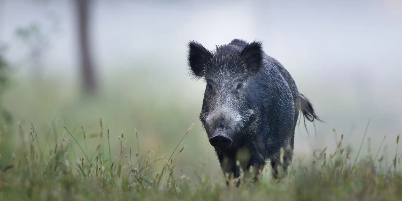 Radioaktywne dziki to nie skutek Czarnobylu. Naukowcy rozwiązali zagadkę