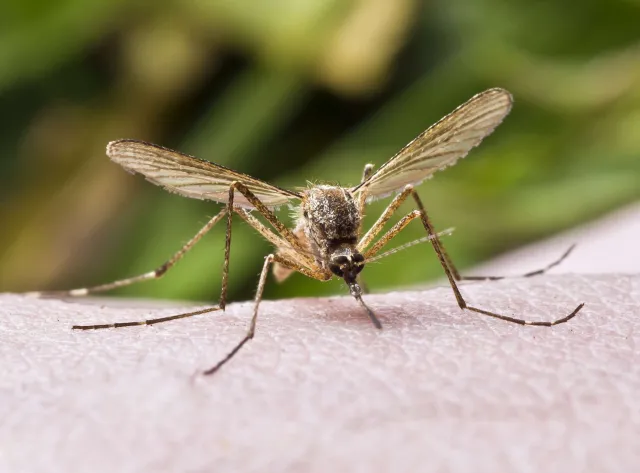 Po co w ogóle istnieją komary? Okazuje się, że są potrzebne