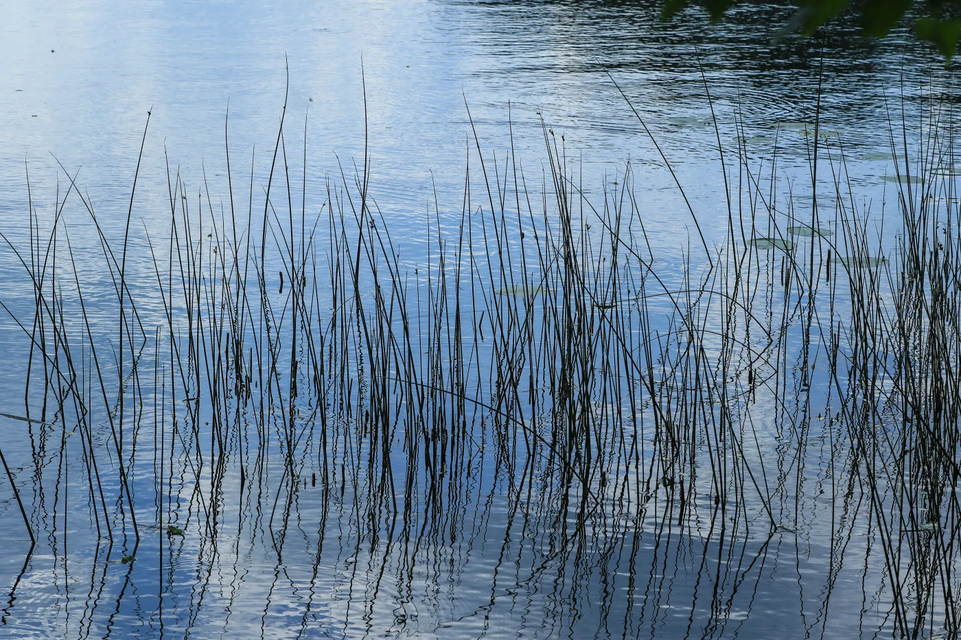 Nielegalnie przekroczyli granicę. Ukryli się w stawie