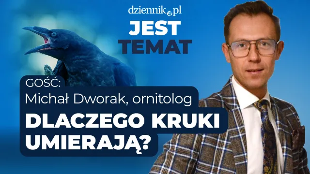 Dlaczego w Warszawie umierają ptaki? Jest Temat Dziennik.pl