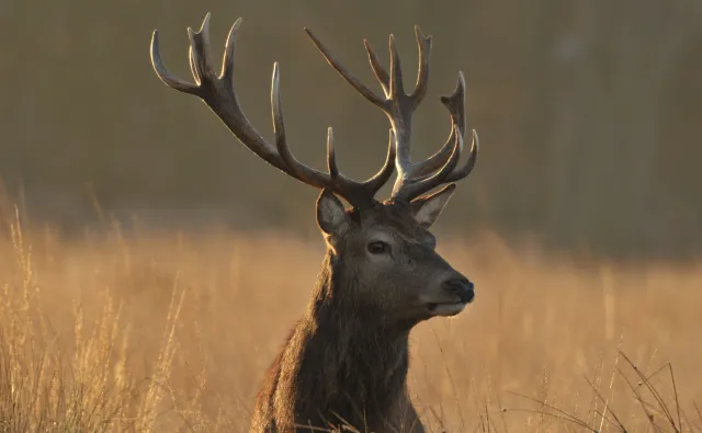 Jelenie chorują na Covid-19. U nich koronawirus może mutować do groźnej postaci