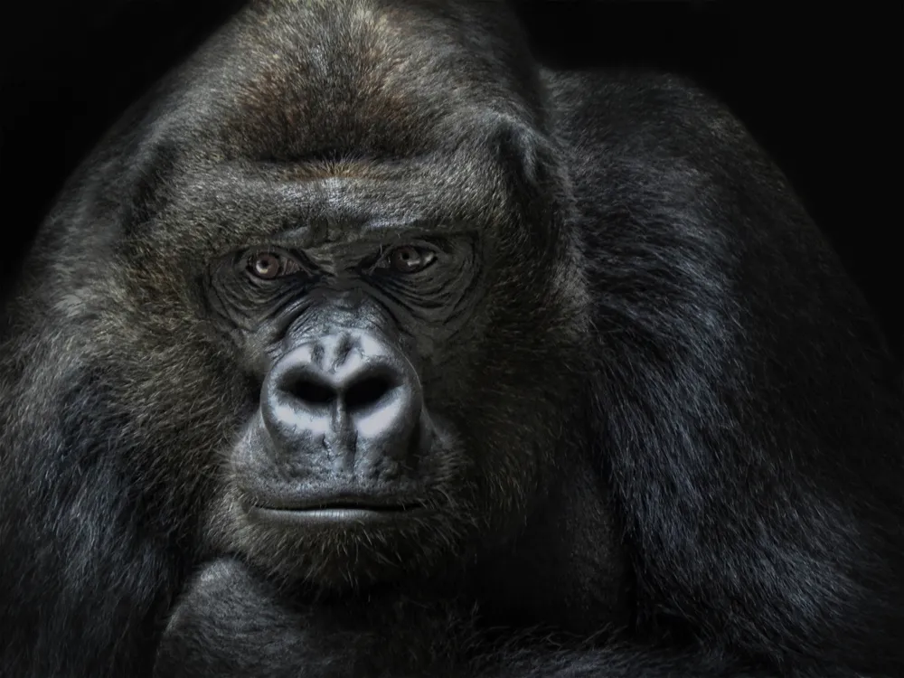 Porażający raport WWF. 73 proc. przyrody zniknęło w "katastrofalnym" tempie