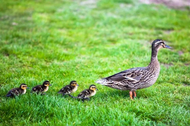 Martwe kaczki w Warszawie. Apel Zarządu Zieleni