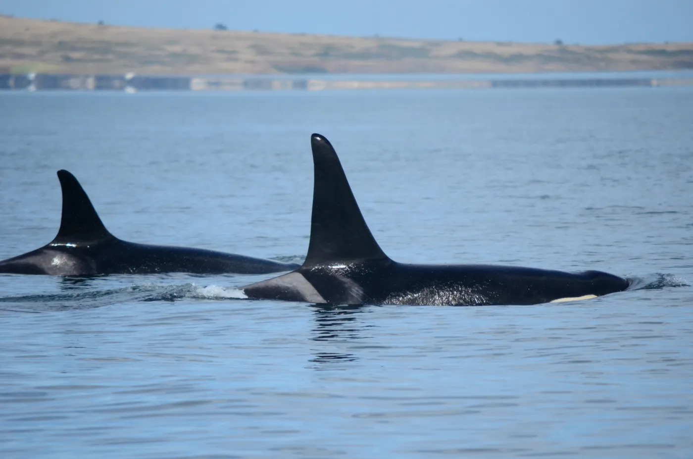 Orki zaatakowały jacht. Na ratunek ruszył statek handlowy