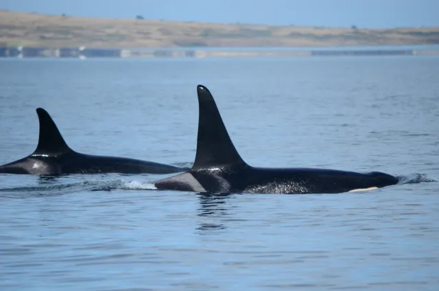 Orki zaatakowały jacht. Na ratunek ruszył statek handlowy