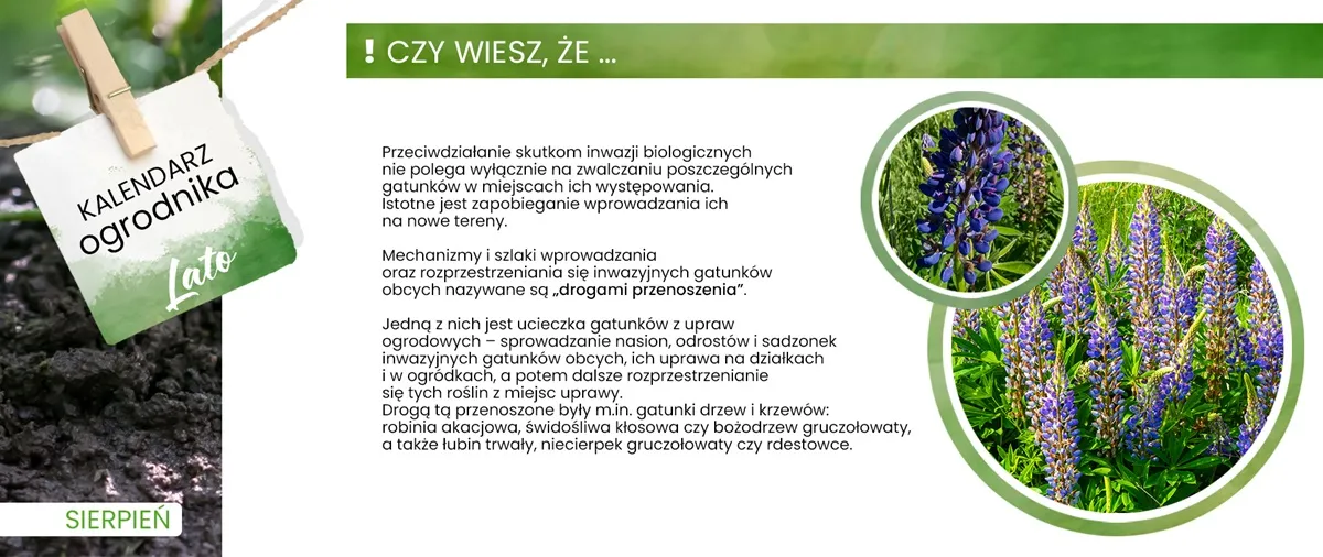 IGO czyli inwazyjne gatunki obce
