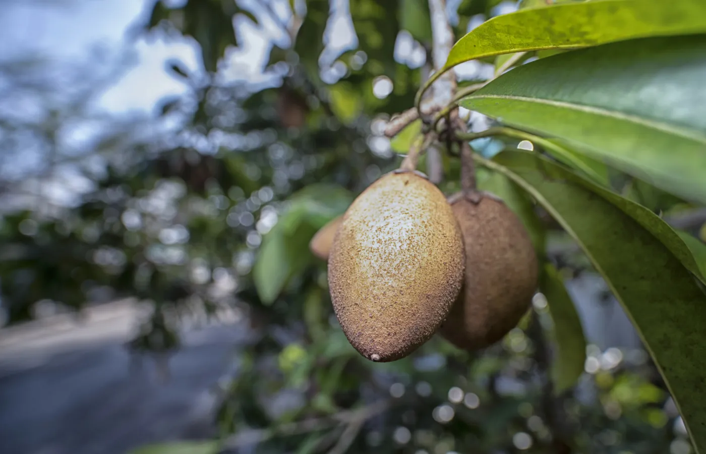 Owoc o smaku toffi? Reguluje poziom cukru we krwi. Kup zamiast słodyczy