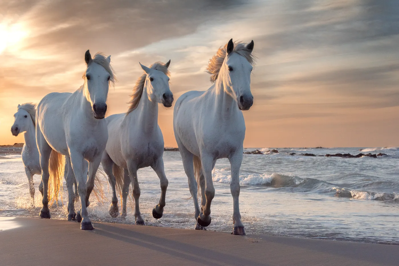 quiz biologia przyroda biologiczny przyrodniczy konie plaża Herd,Of,White,Horses,Running,Through,The,Water.,Image,Taken