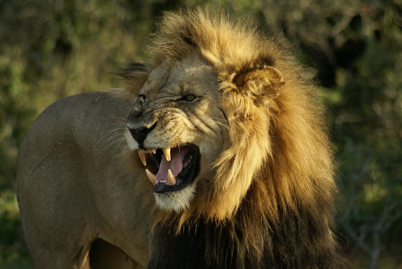 Wielki quiz ortograficzny o zwierzętach. Rządzisz jak lew? To zdobędziesz 50/50