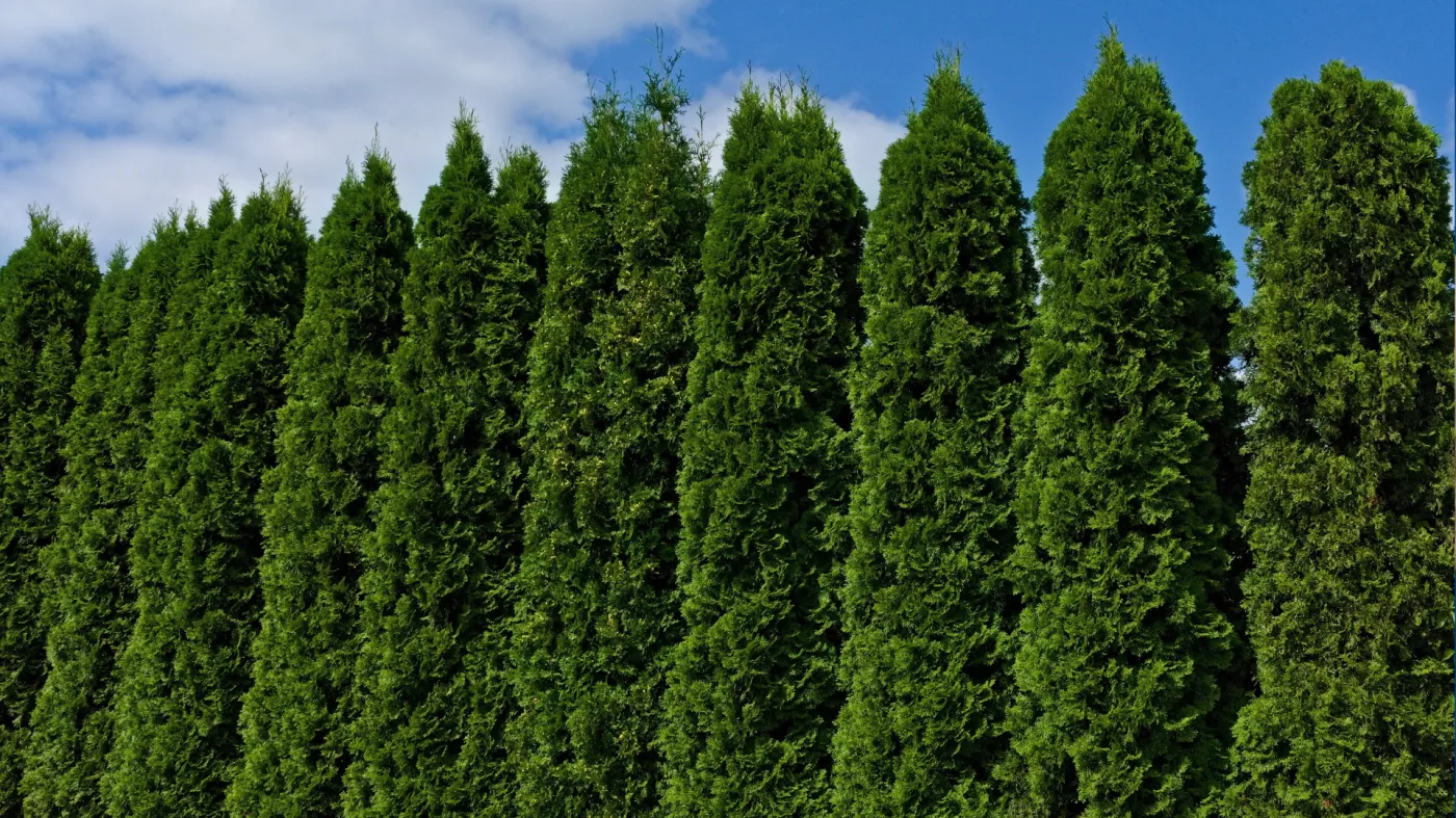 Rozsyp w kwietniu pod tujami. Będą rosły jak na drożdżach