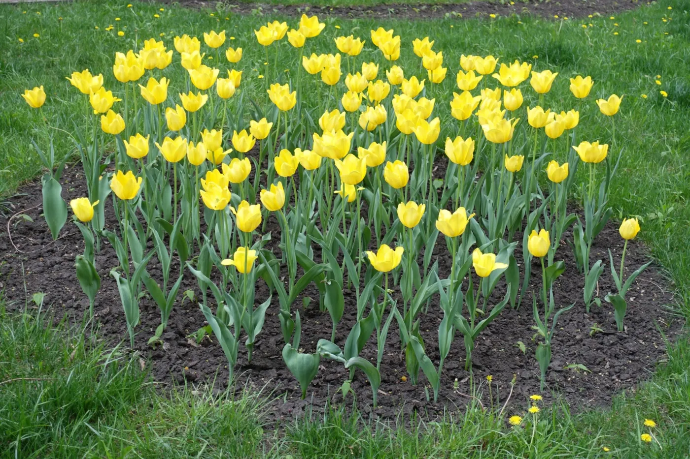 Co posadzić gdy przekwitną tulipany? Z czym łączyć tulipany na rabacie?