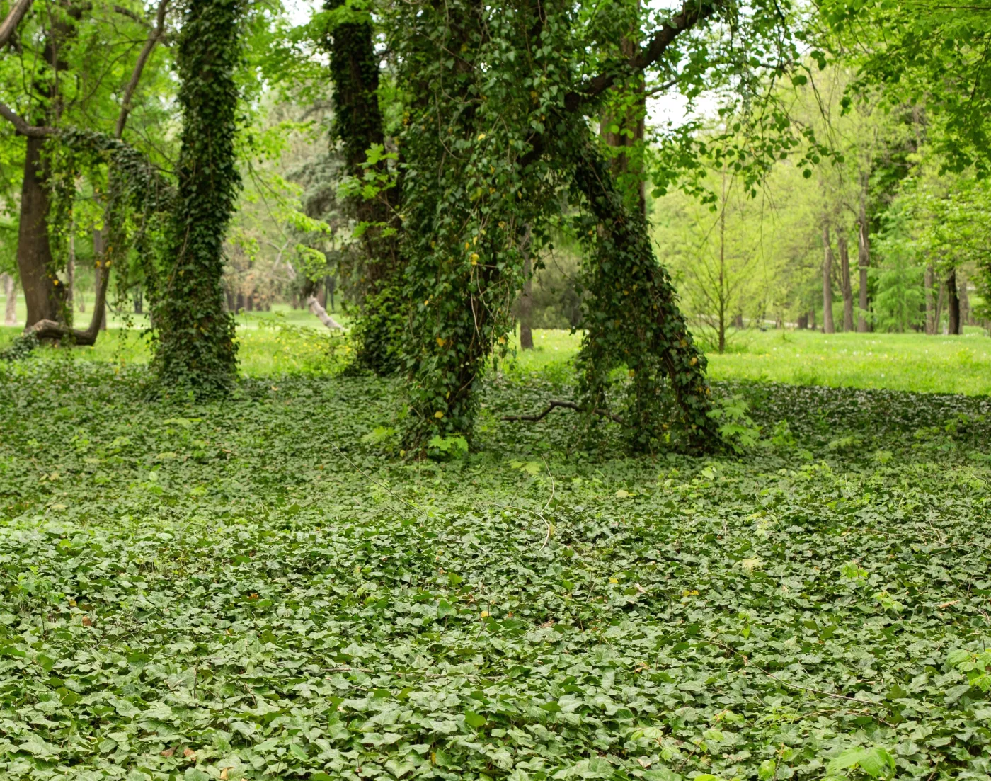 Bluszcz drzewo drzewa Trees,And,Ivy,On,Ground,In,A,City,Park,,Spring