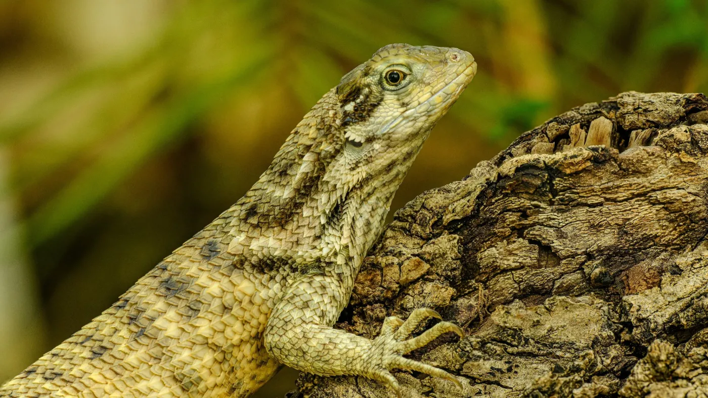 Jaszczurka Leiocephalus carinatus
