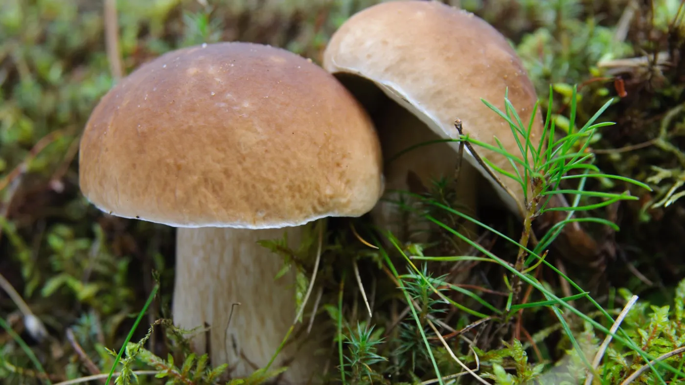Pod jakimi drzewami rosną borowiki