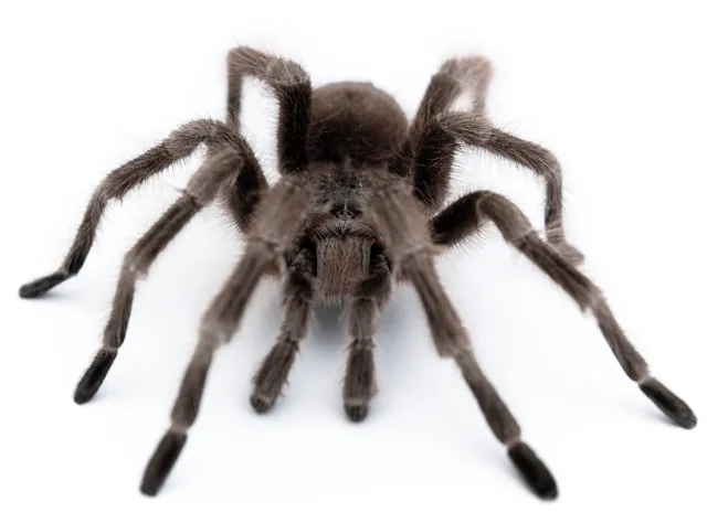 Uszkodzony kokon pająka znaleziono w bananach w Lidlu. Sanepid zapowiedział kontrolę