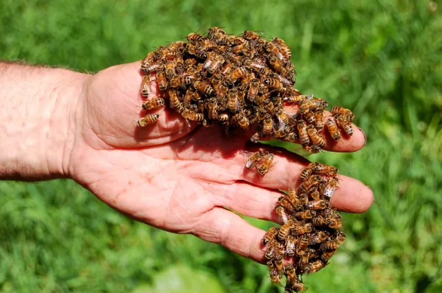 Wilgotny początek lata spowodował rojenie się pszczół. Na więcej miodu możemy liczyć w przyszłym dopiero roku