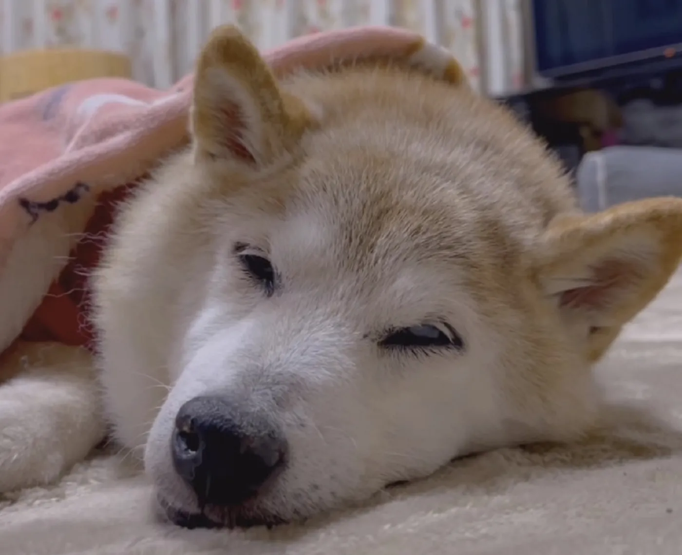 Znany z memów "pieseł" ciężko chory. "Dostaje siłę z całego świata"