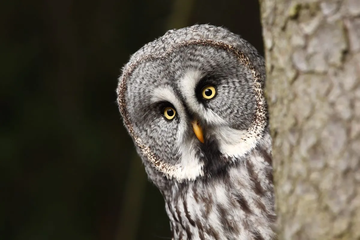 Zaczynają się sowie gody. Nocą w lesie lub parku można już usłyszeć pohukujące głośno samce