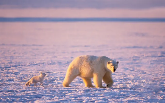Koniec lodu. Tak zmiany klimatyczne przekształcają Arktykę