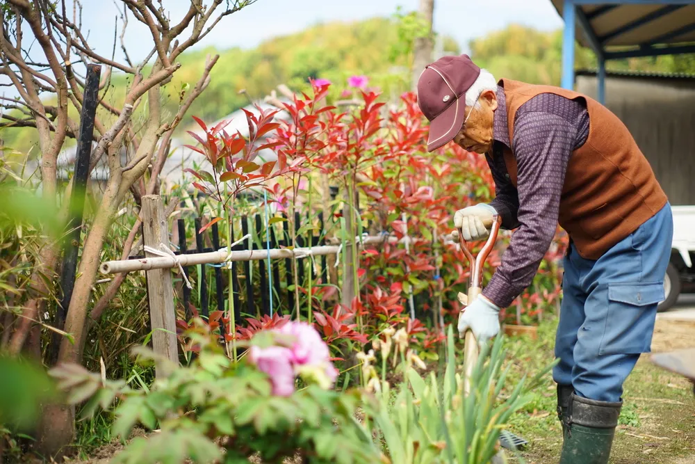 Dlaczego Japończycy żyją najdłużej? Eksperci zwracają uwagę na jeden ważny aspekt