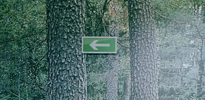 Migracja roślin, czyli zaskakujący wpływ człowieka na leśne ekosystemy w Europie