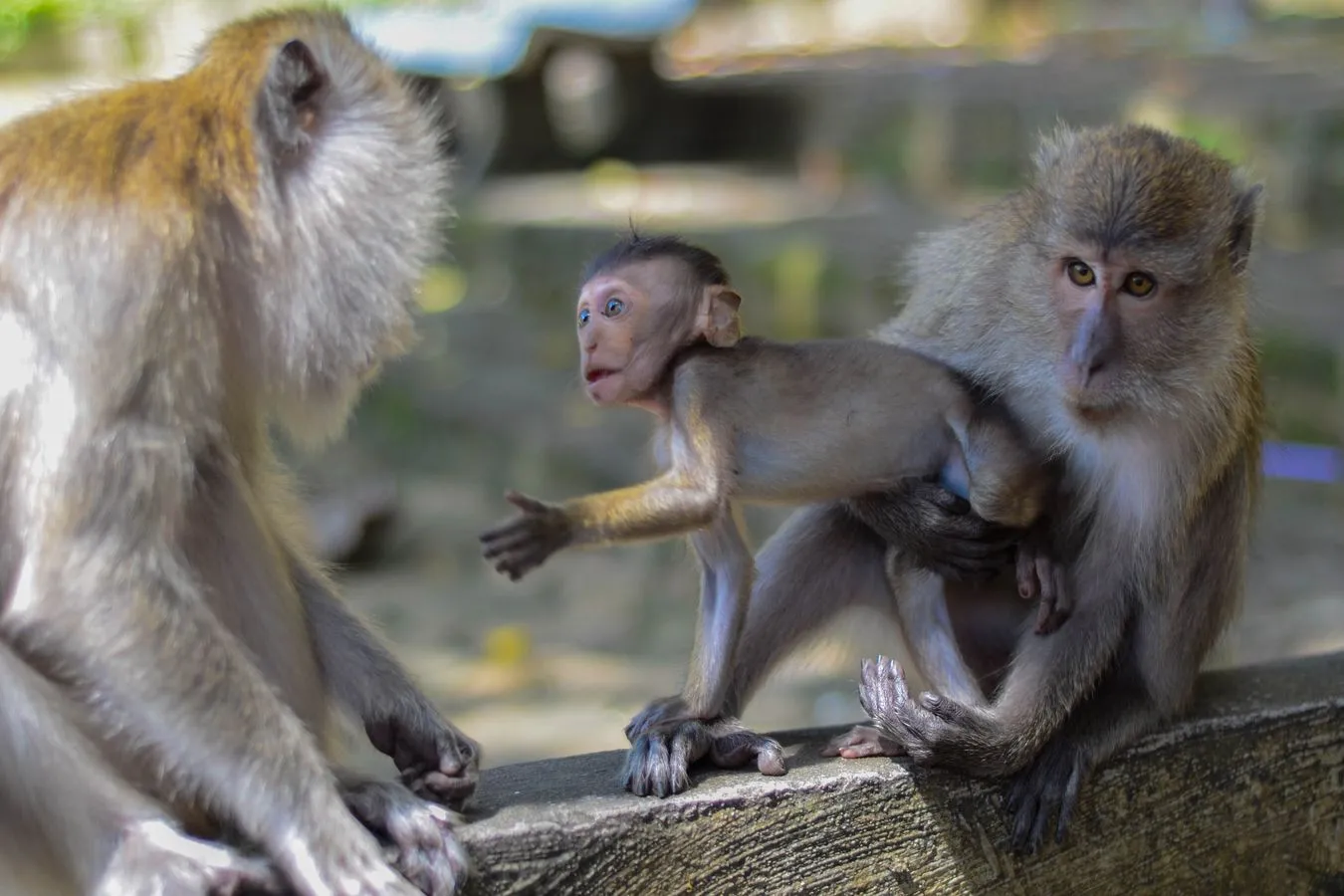Małpy uciekły z ośrodka badawczego. Próbują skontaktować się z tymi, które są uwięzione