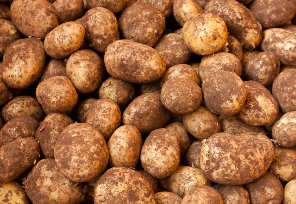 Probiotyki dla ziemniaka