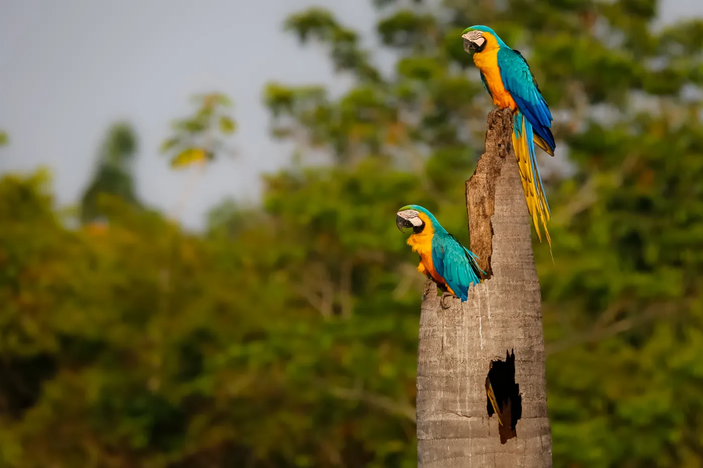 Bez niej ludzkość zginie. Oto kraje o największej bioróżnorodności