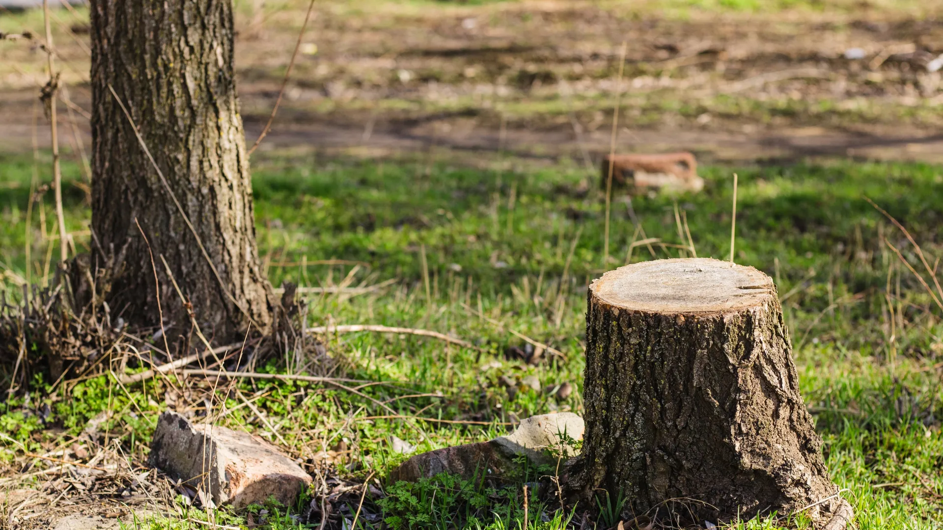 Czy można wyciąć drzewo bez zezwolenia w 2026 roku? Jaka kara za wycięcie drzewa bez pozwolenia?