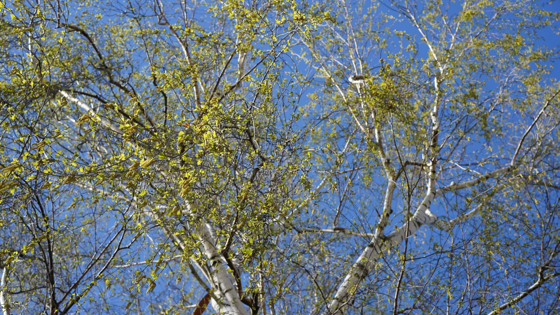 Wycinka drzew w obrębie swojej działki lub nieruchomości. Można wyciąć drzewo bez zezwolenia w 2026 roku?