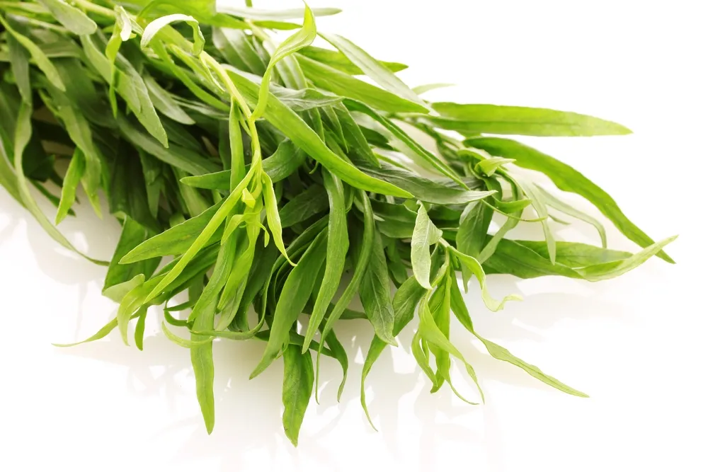 Podczas kryzysu rośnie popyt na zioła. Na Wyspach brakuje estragonu