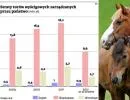 Państwo dopłaca do wyścigów konnych