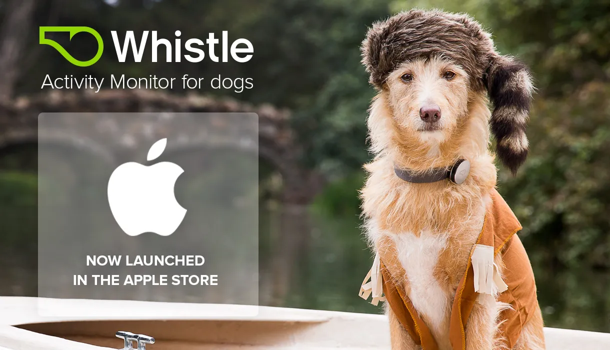 Najważniejsze startupy świata: złote dzieci Doliny Krzemowej