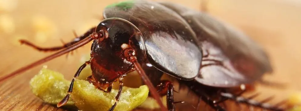 Inwestować jak karaluch – jak zbudować portfolio, które przetrwa wszystko