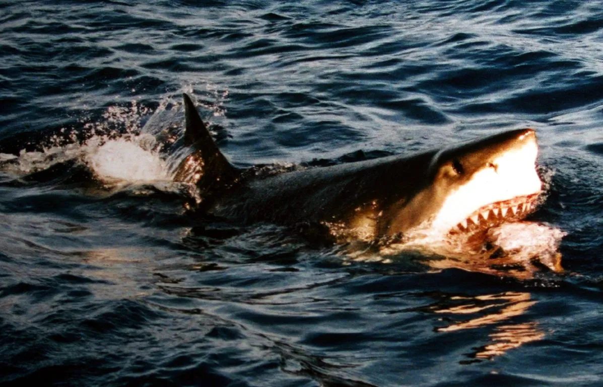 Rekiny coraz częściej atakują u wybrzeży Stanów Zjednoczonych