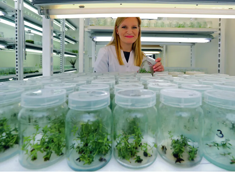 Zestresować lawendę. Polki opracowały innowacyjną technologię pozyskiwania olejku eterycznego