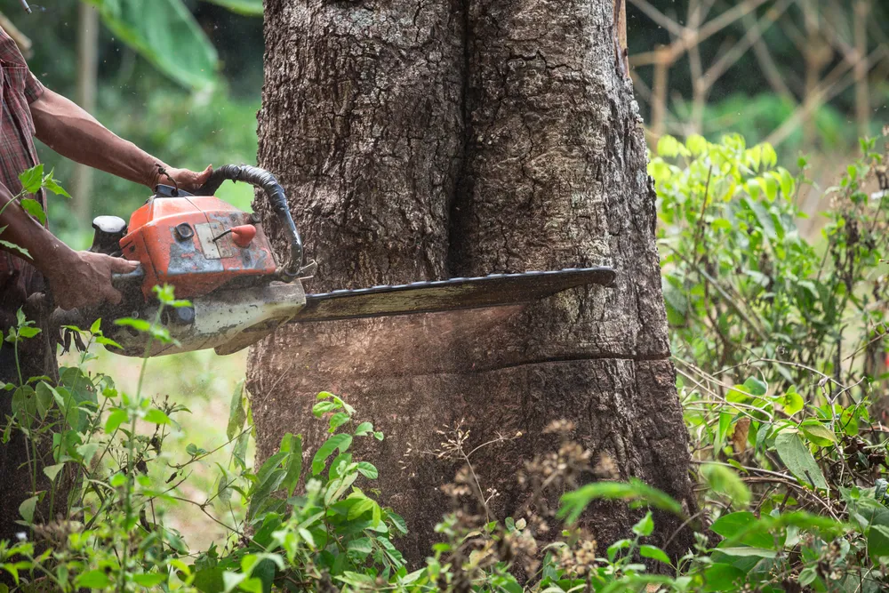 Koniec swobodnej wycinki drzew. Prezydent podpisał nowelizację ustawy