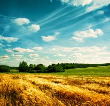 Polska ziemia tylko dla rolników. PiS będzie bronił ojczystych gruntów