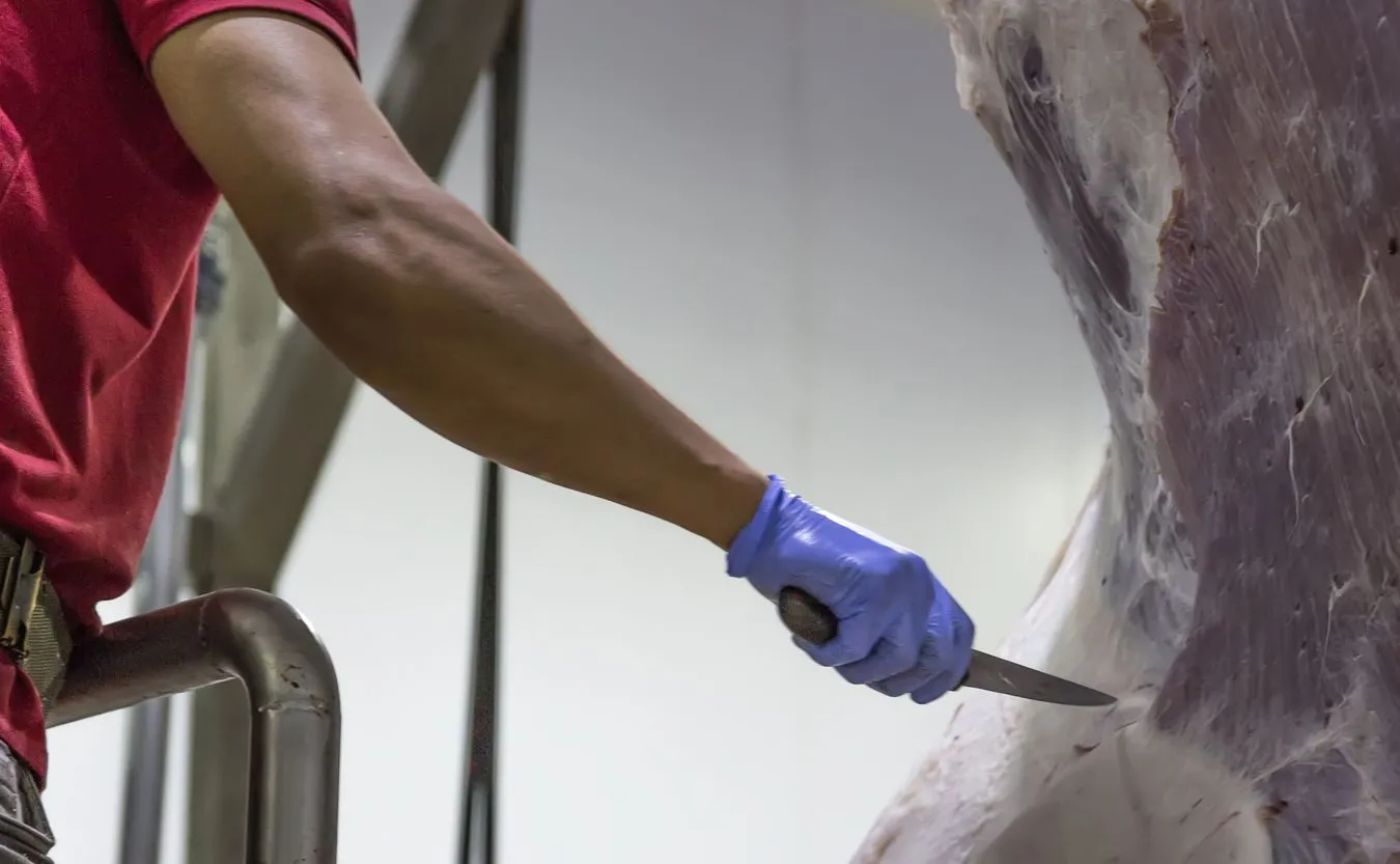 Zarzecki: Straty producentów bydła mogą sięgnąć 600 mln zł w 2019 r. przez ujawniony skandal