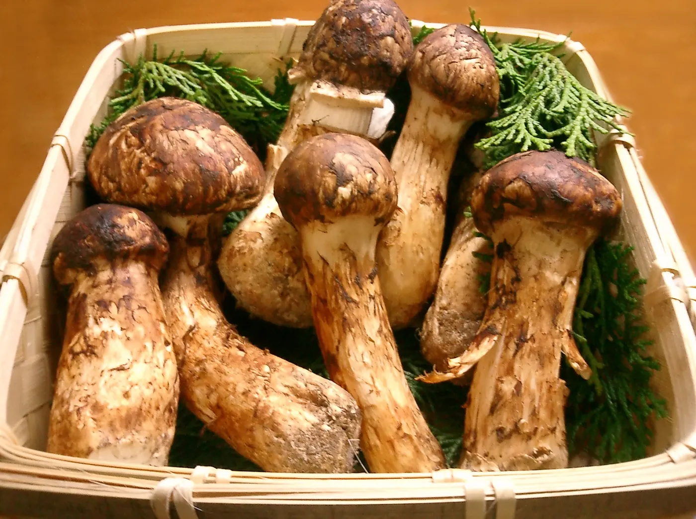 835058-matsutake.jpg