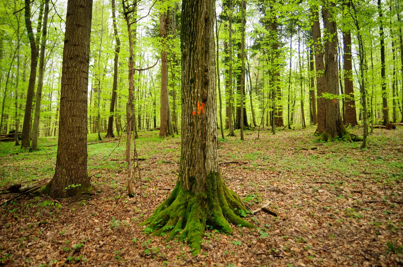 53-projektowany-turnicki-7-maja-2021-r-(11)-37134483.jpg