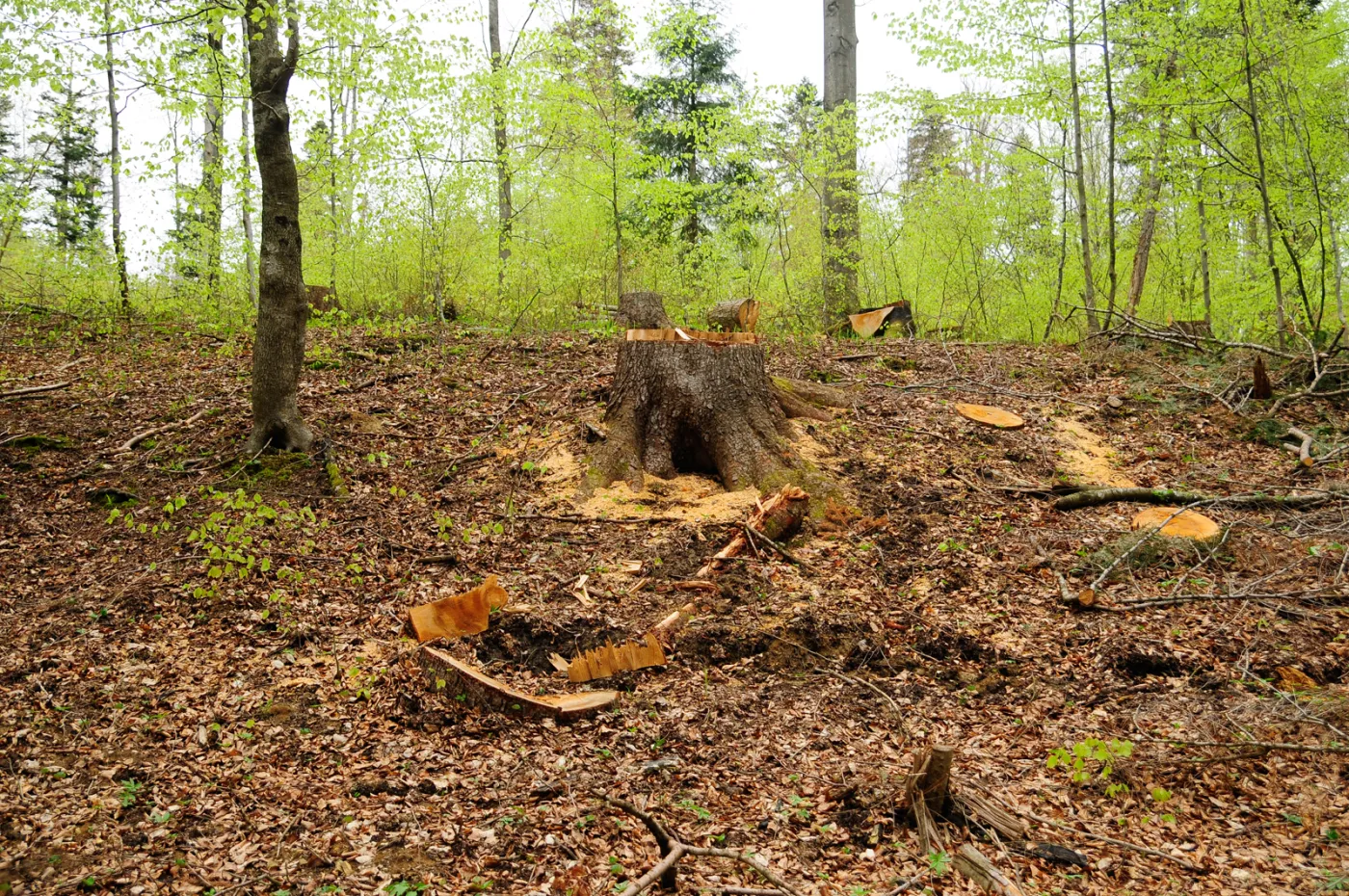 53-projektowany-turnicki-7-maja-2021-r-(32)-37134513.jpg