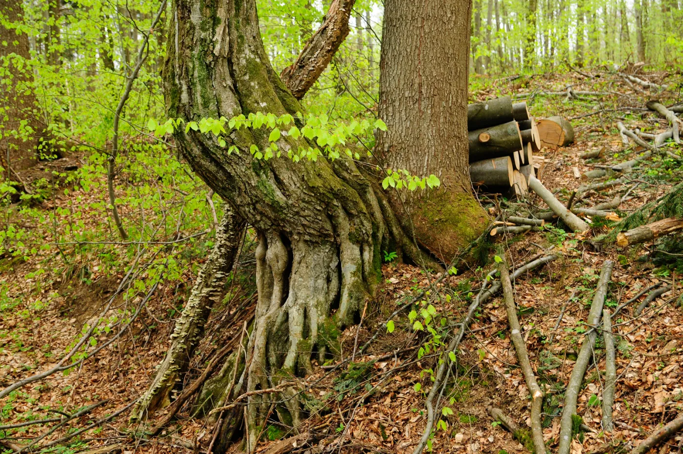 53-projektowany-turnicki-7-maja-2021-r-(43)-37134398.jpg