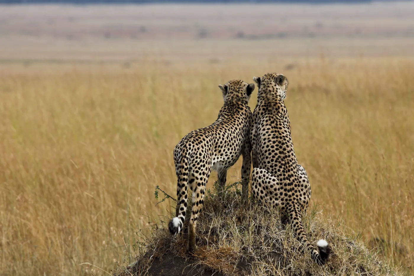 3200208-gepardy.jpg